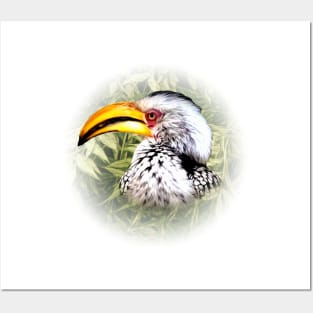 Yellow-billed hornbill Posters and Art